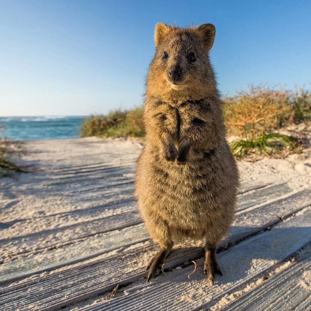 Unique australia