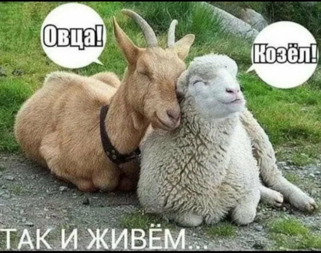 Ты козел. Козел и овца. ну ты и овца. овца козел так и живем. козёл овечка.