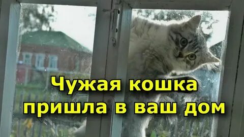 К чему приходят коты чужие в дом