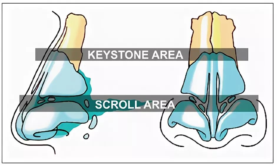 Scroll area. Scroll area