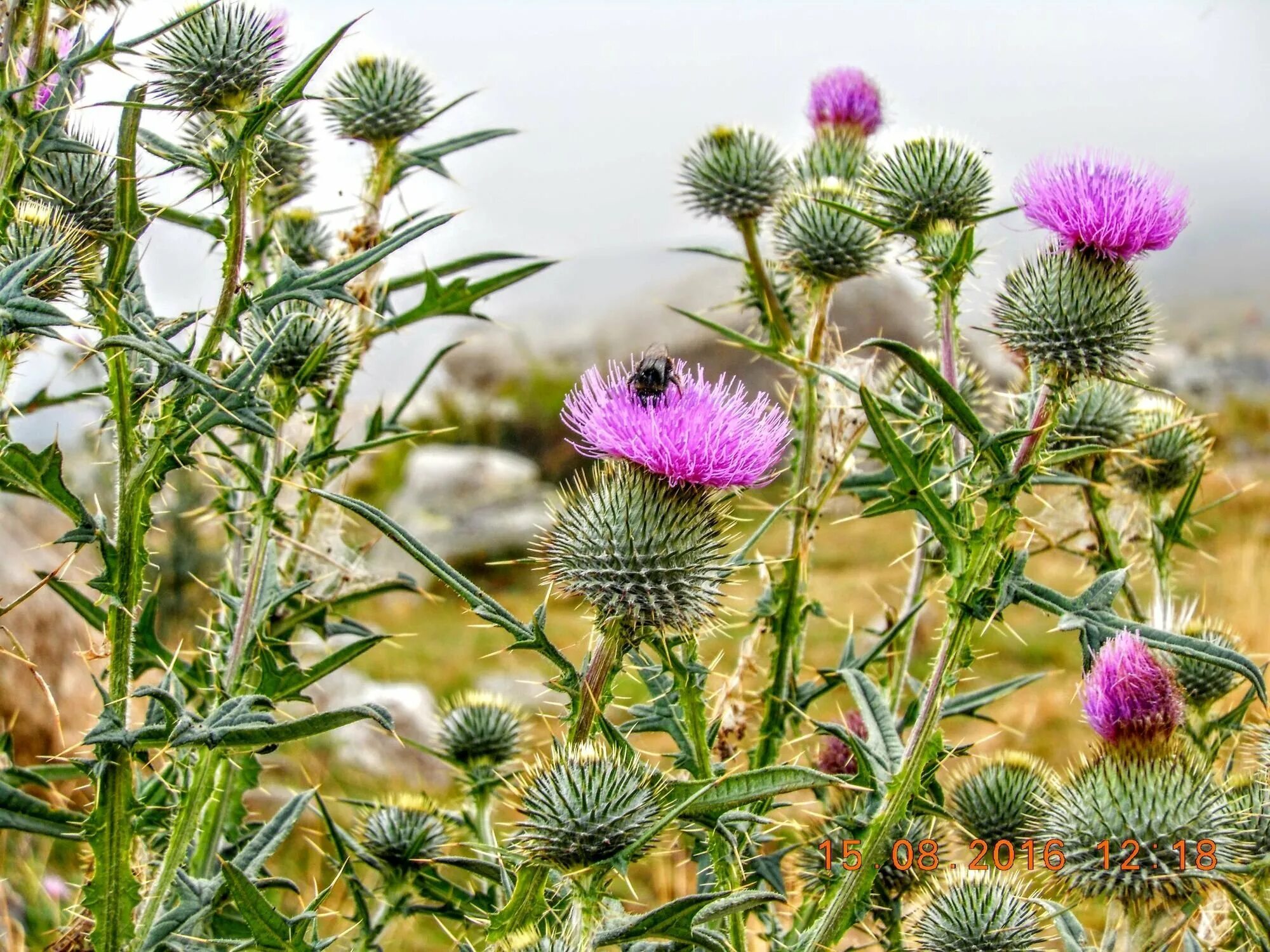 шотландия цветок чертополоха. чертополох символ шотландии. чертополох синеголовник чертогон. не знает чертополоха. расторопша (марьин чертополох).