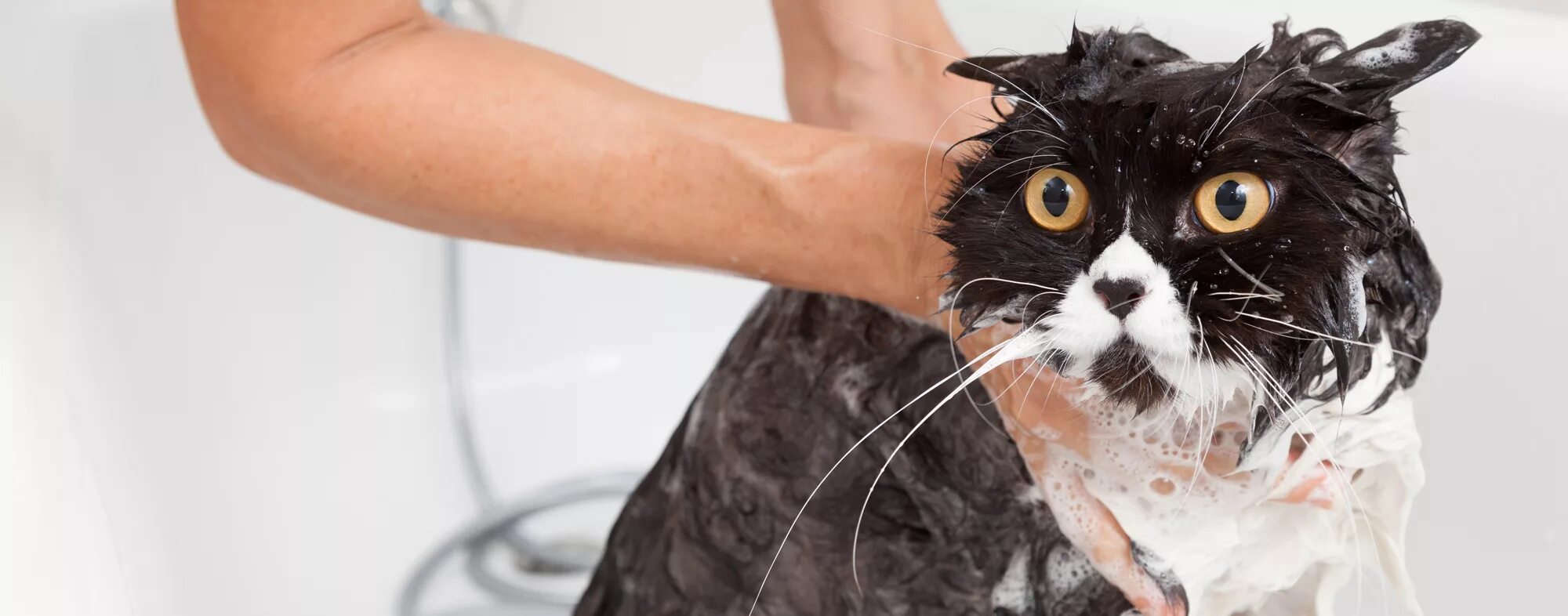 После мытья кошки. Кота моют. Помытый кот. Мытье кошки. Мокрый кот.