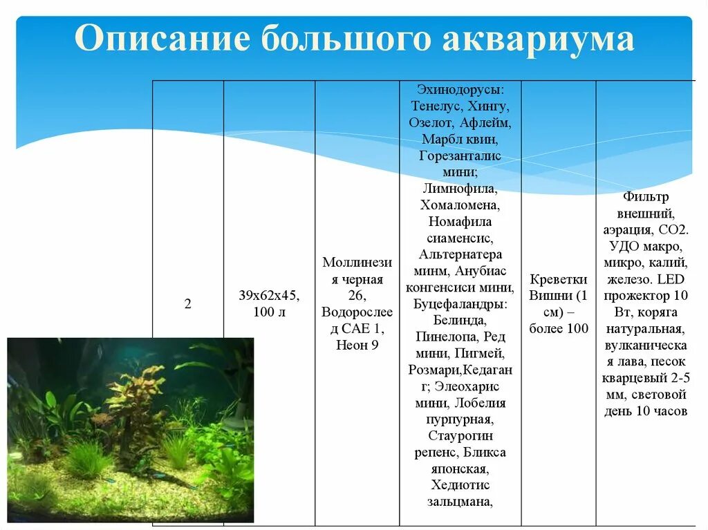 Аквариум модель водоема. Таблица со2 в аквариуме. Аквариум как модель экосистемы. Условия жизни в аквариуме. Аквариум как модель экосистемы практическая работа 2