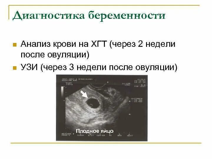 УЗИ сразу после овуляции. Овуляция видел