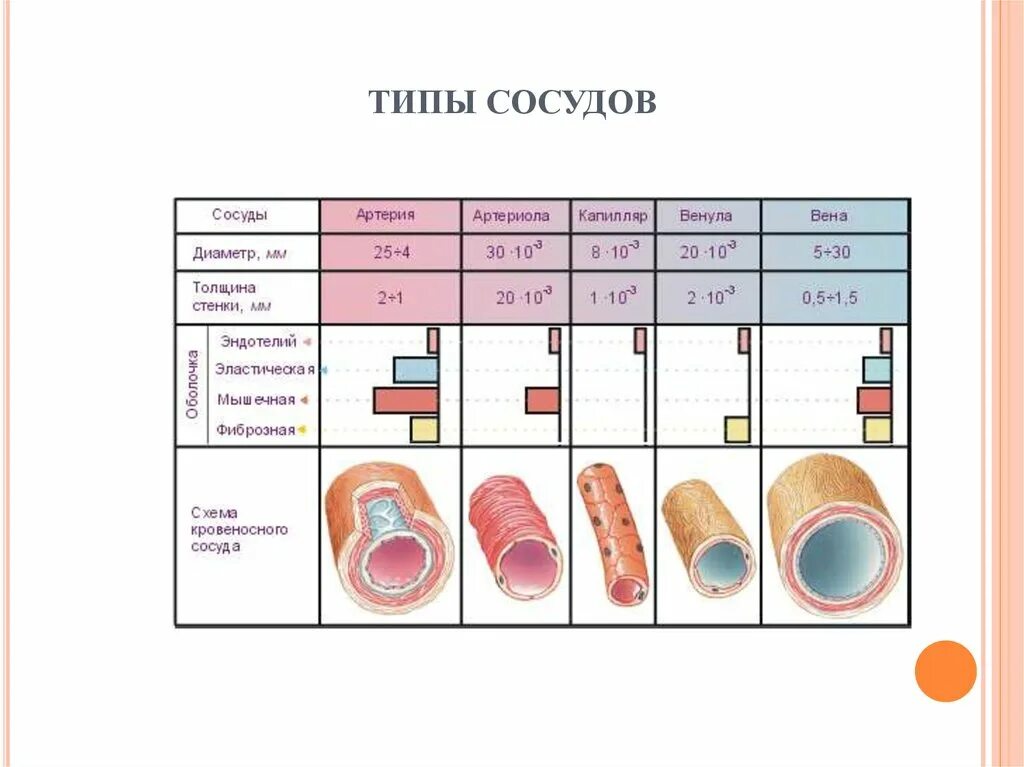 Таблица сосудов человека. Строение артерии таблица. Классификация кровеносных сосудов анатомия. Строение и классификация сосудов. Типы сосудов по строению.