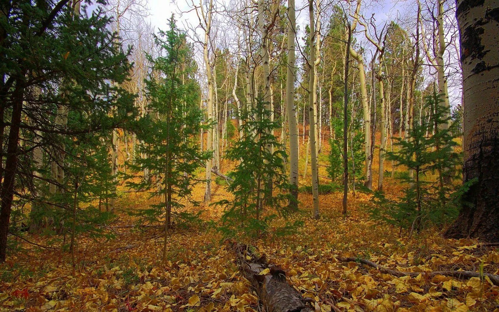 Возрождение леса. Лиственничная Тайга лес Якутия. Осень в лесу. Лес осенью. Осенний лес фото.