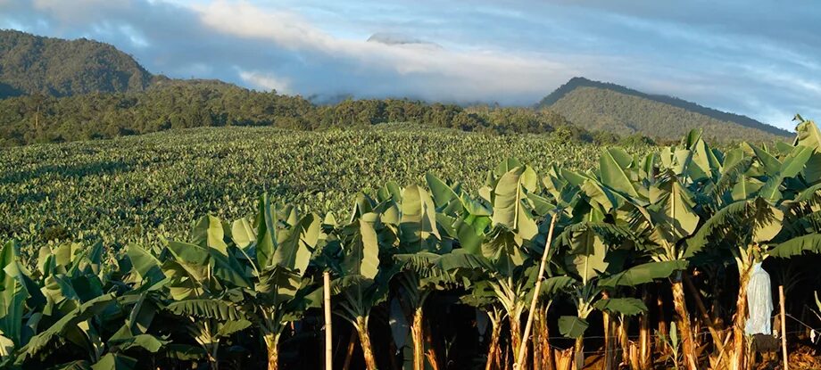 Эквадор специализация. Отрасли специализации. Колумбия кофейные плантации. Эквадор специализация. Добыча нефти на душу населения и ввп.