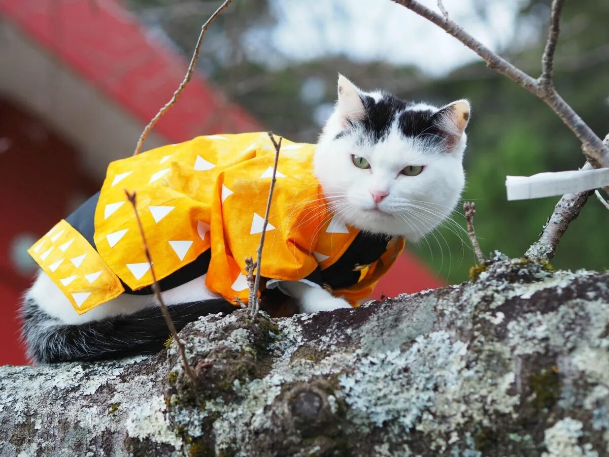 Фотографии японских кошек. Японские коты. Кошки в Японии. Японский кот. Японские котята.