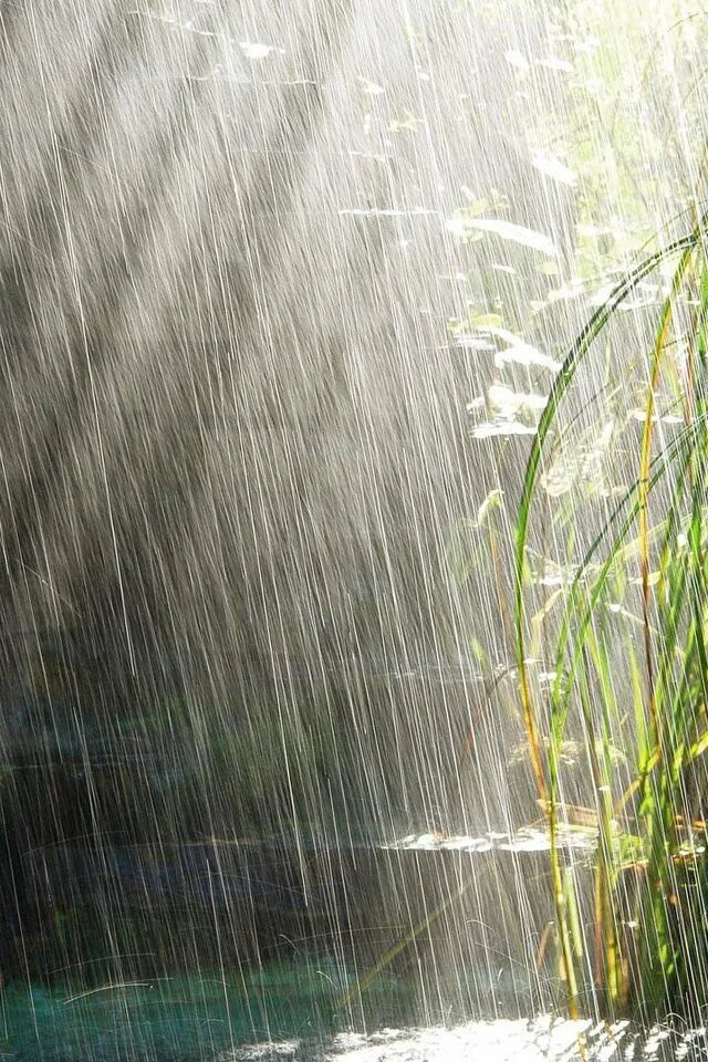 Дождь. Ливень. Природа дождь. Летний дождь. Дождик свет