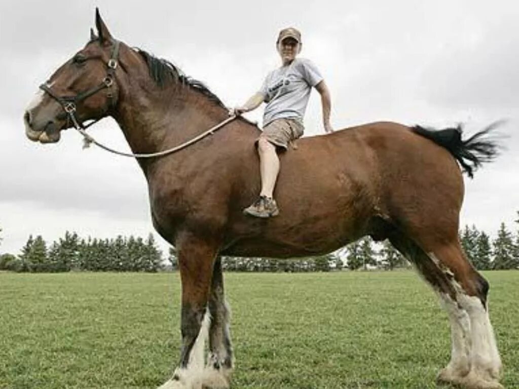 Конь с коне крупно. Бельгийский мерин Биг Джейк. Биг Джейк лошадь.