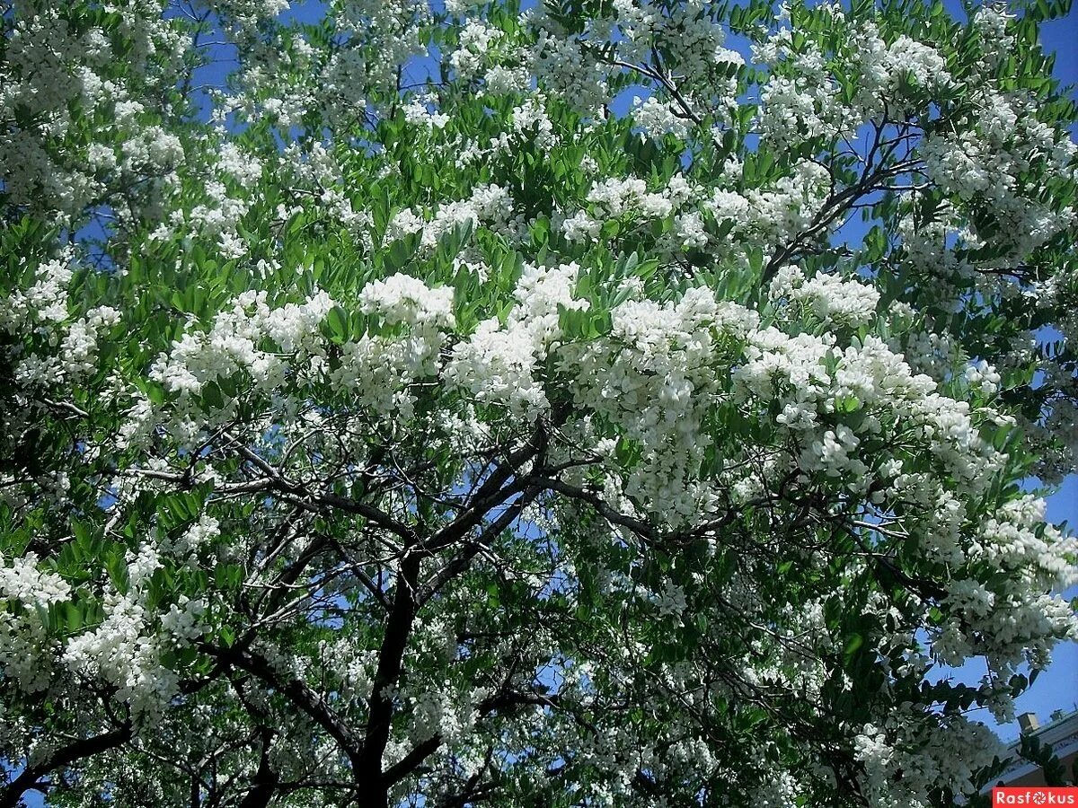 Белая цветет в мае. Белая Акация дерево. Дерево белая Акация Цветущая. Робиния цветение.