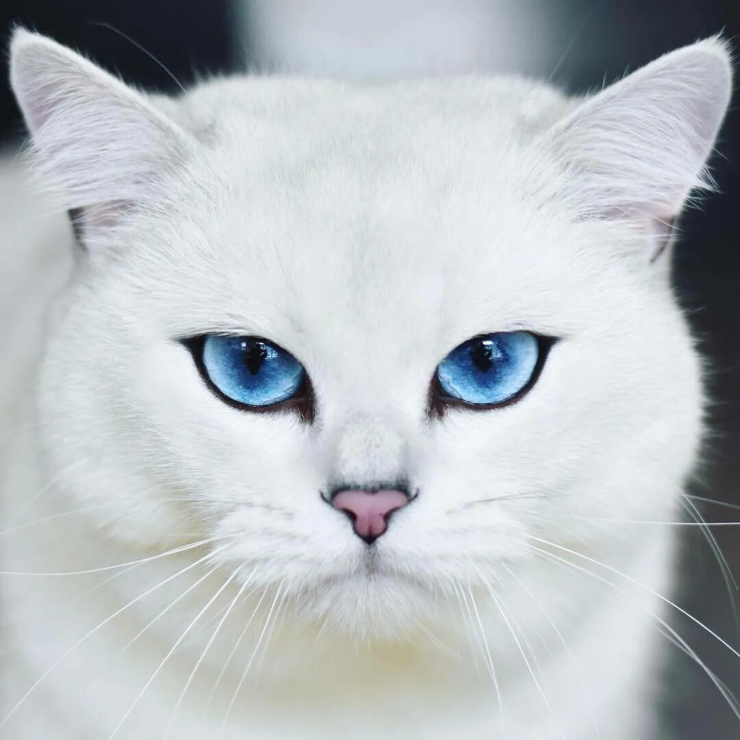 Породы котов с голубыми глазами. Шиншилла Пойнт Коби. Британская шиншилла Коби. Британская шиншилла Коби синеглазая. Шиншилла Пойнт Британская Коби.