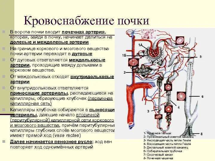 Система кровообращения почек. Система кровоснабжения почки. Кровоснабжение почки схема. Строение нефрона и кровоснабжение почки. Кровоснабжение почки приносящая артериола.