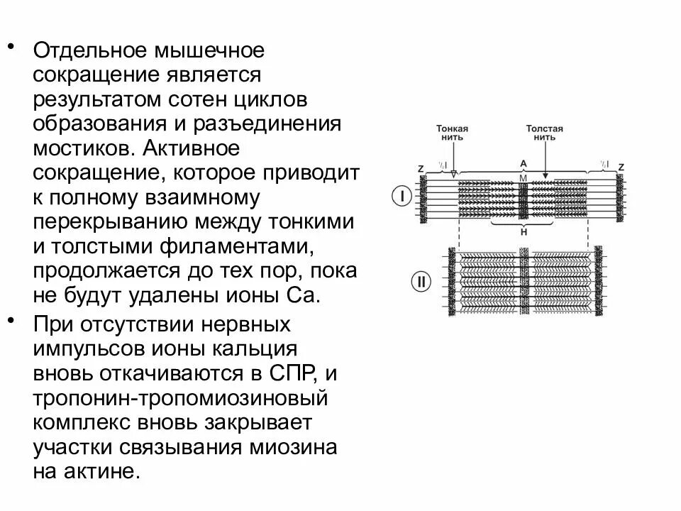 Сокращение мышц 5 букв. Мышечное сокращение. активное сокращение мышц. механизм сокращения мышц. результат сокращения мышц.