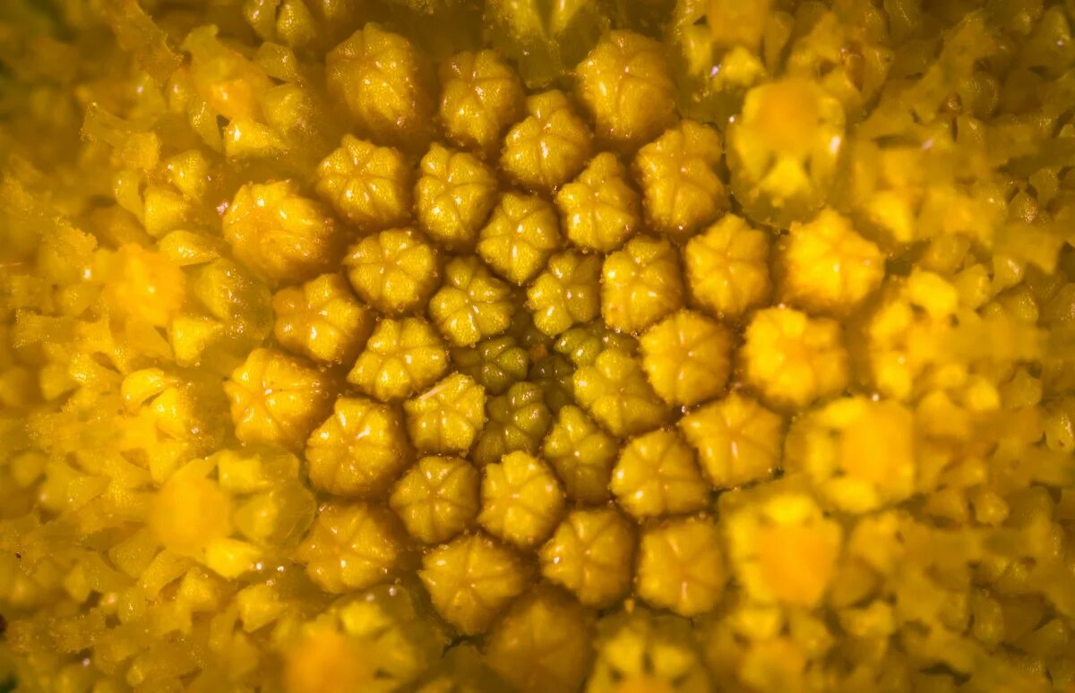 Пчелиная пыльца под микроскопом. Пыльца подсолнуха под микроскопом. Цветочная пыльца под микроскопом. Пыльца в меде под микроскопом. Пыльца корень