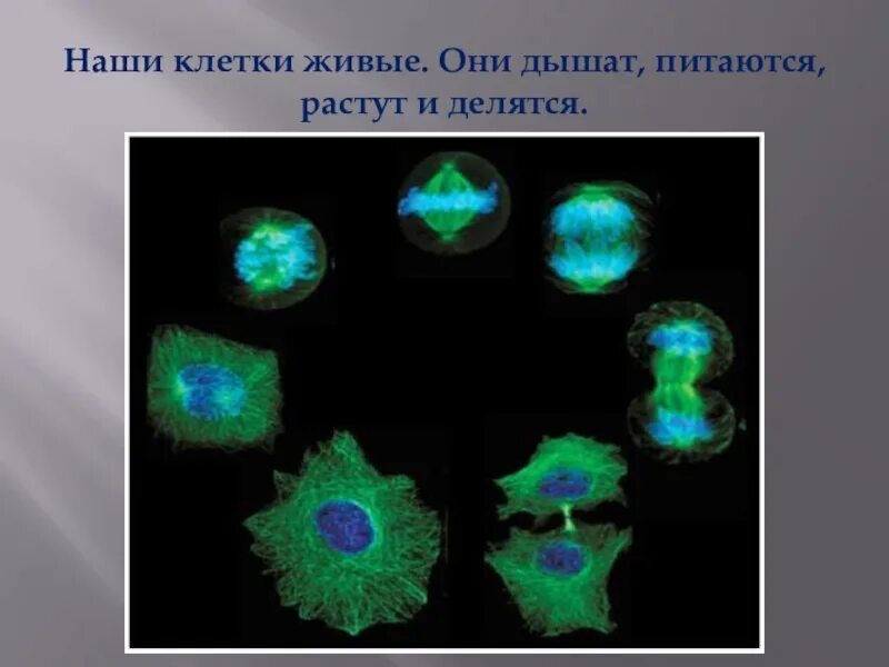 Катализаторы живых клеток. Живые клетки дышат. Живые клетки дышат и растут.?. Наши клетки. Живые клетки дышат питаются растут и размножаются.