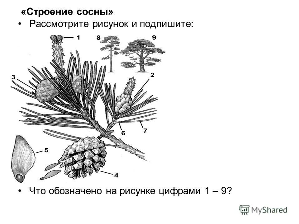 Структура хвойного. Строение ветки сосны обыкновенной. Побег сосны обыкновенной схема. Строение побега сосны 6 класс биология. Строение побега сосны обыкновенной.