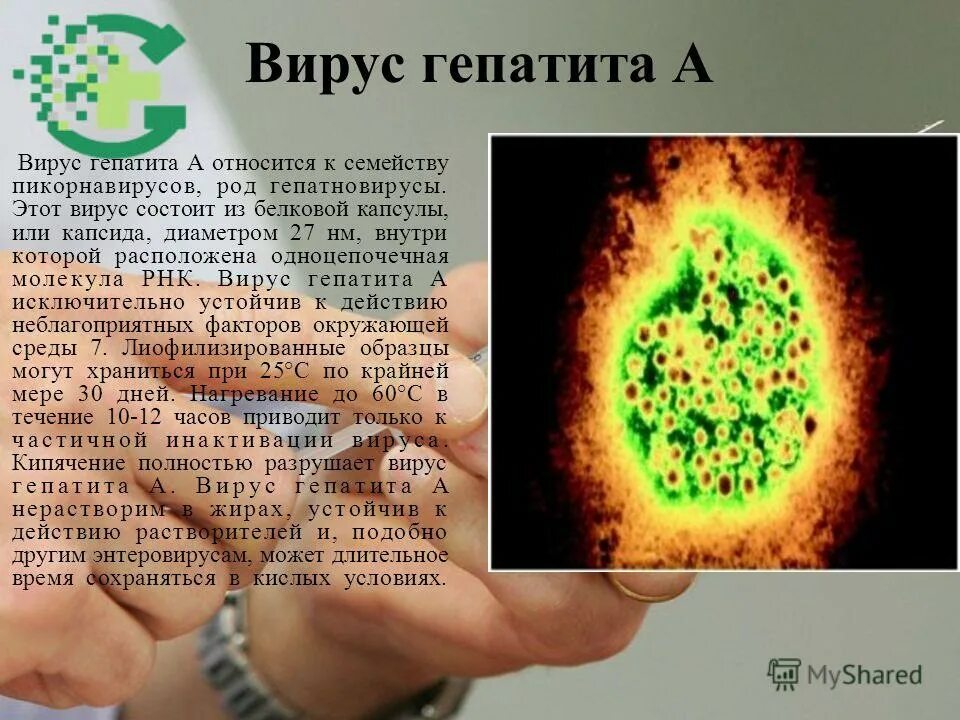 гепатит е возбудитель. вирусные гепатиты относятся. вирусные гепатиты относятся. вирусный гепатит а относится к инфекциям. пути передачи парентеральных вирусных гепатитов.