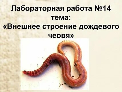 Функциональная грамотность текст про дождевого червяка