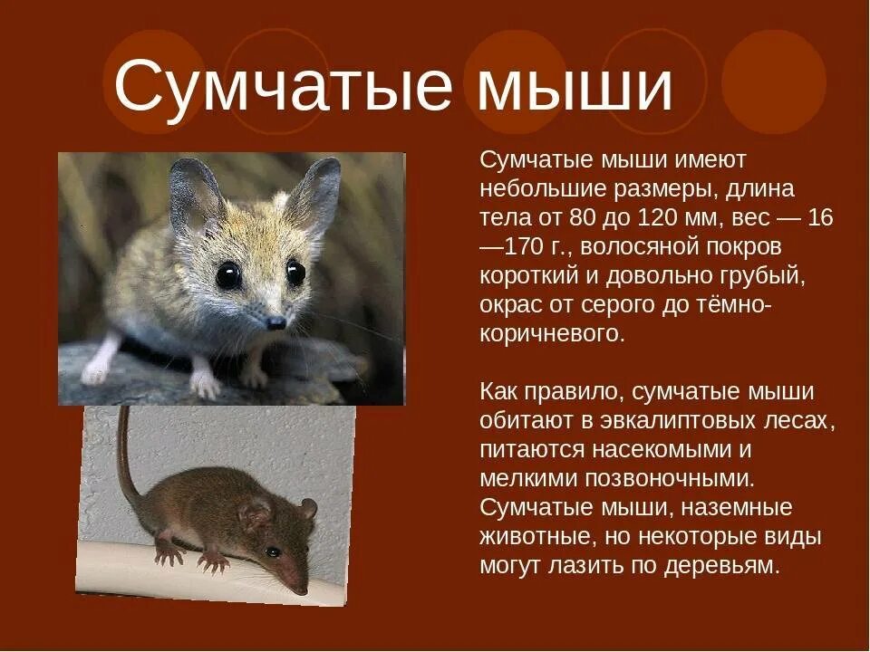 5 млекопитающих животных