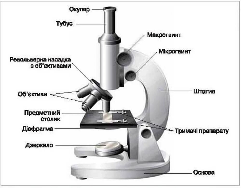 Какую функцию выполняет основание микроскопа при работе. Строение микроскопа 5. Оптический микроскоп строение. Зарисовать строение микроскопа. Строение микроскопа макровинт.