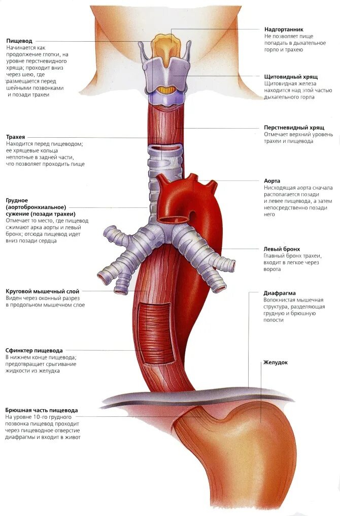 Какие органы входят в пищевод. Шейный отдел пищевода анатомия. Схема строения пищевода. Аорта и пищевод взаиморасположение. Расположение пищевода у человека.