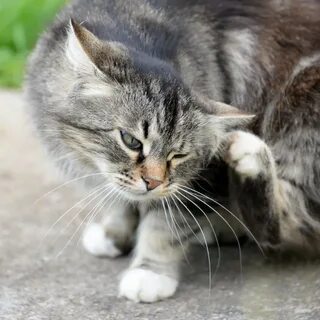 Кот чешется причины