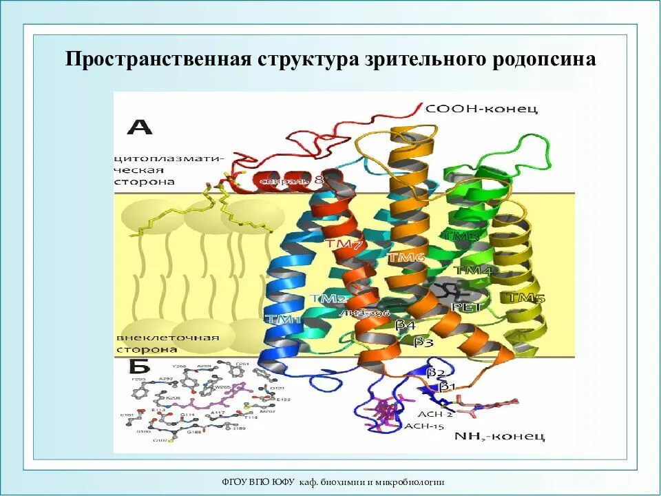 Содержат пигмент родопсин. Родопсин структура. Зрительный пигмент родопсин. Родопсин строение. Родопсин функция белка.