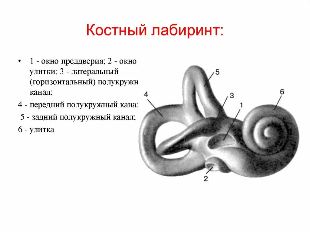 Внутреннее ухо костный Лабиринт. Костный Лабиринт внутреннего уха (улитка). Костный Лабиринт анатомия. Строение улитки внутреннего уха анатомия. Окно улитки расположено