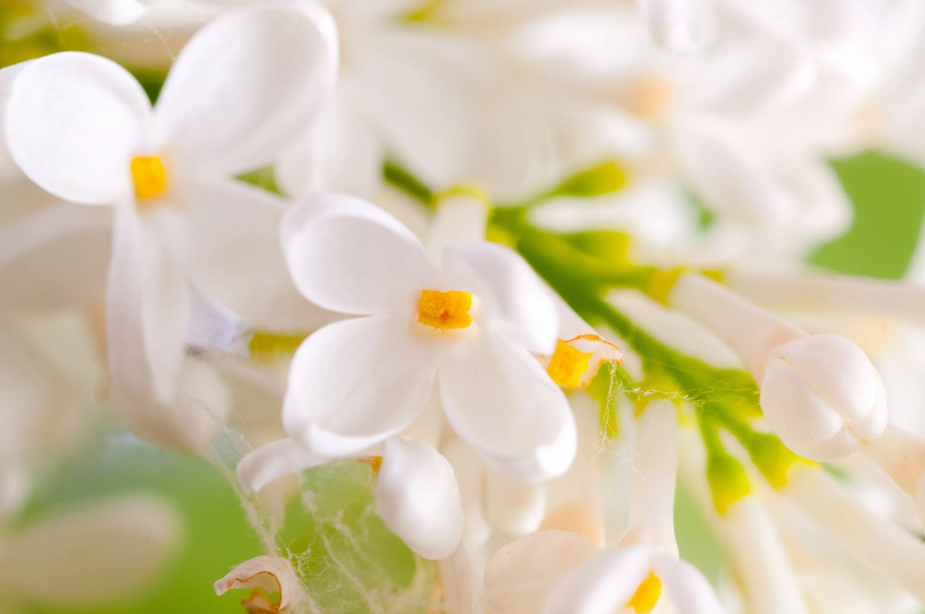 Белые цветы. Весенние цветы. Красивые весенние цветы. Нежный цветок. Гудфон обои на рабочий