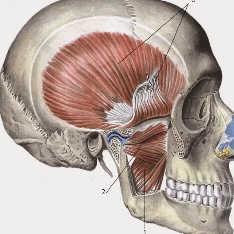Мышца височная жевательная крыловидная. Жевательные мышцы лица анатомия. Жевательные мышцы головы анатомия. Латеральная крыловидная мышца анатомия. Диафрагма черепа