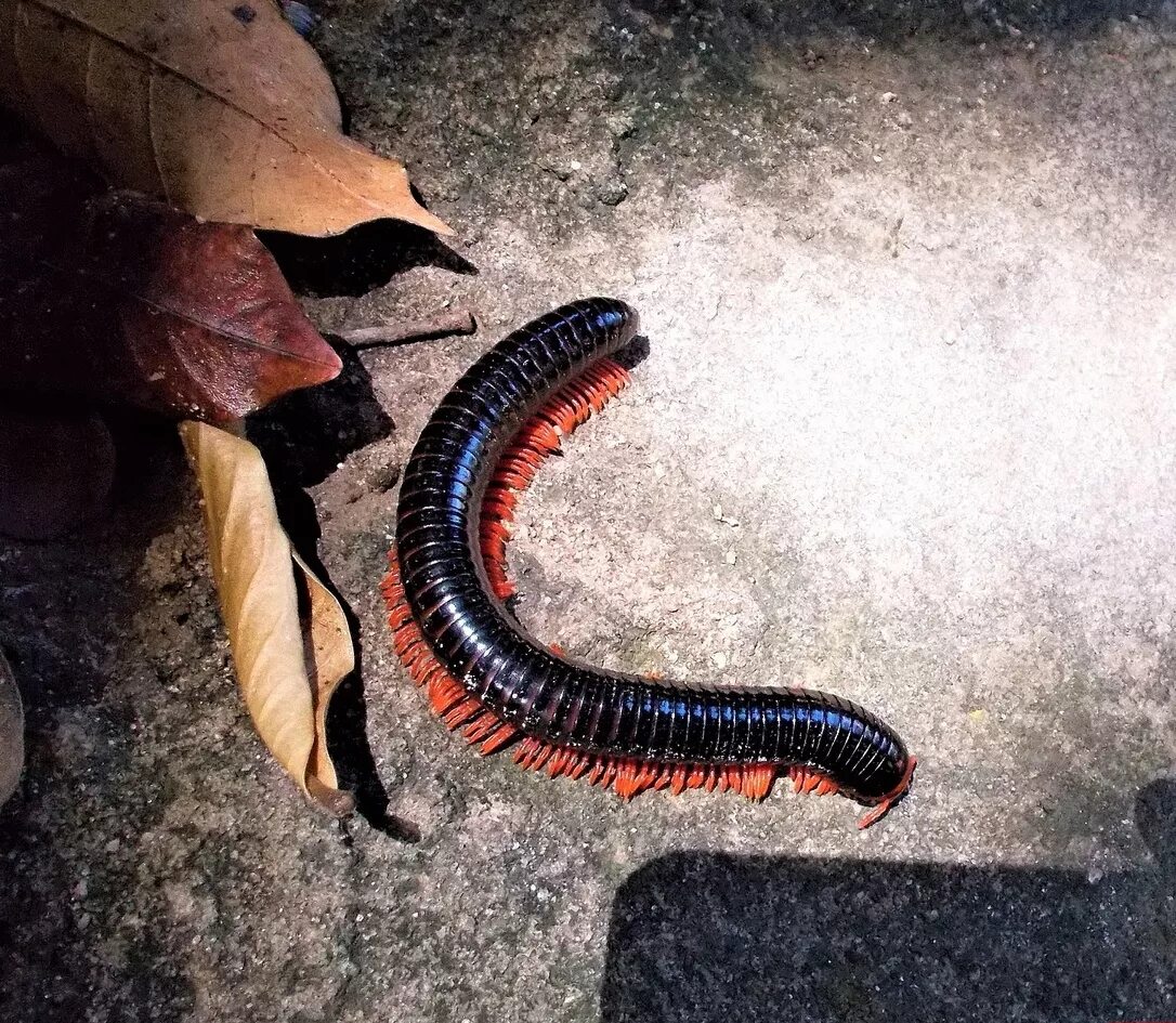 Гигантский кивсяк archispirostreptus gigas. Гигантский кивсяк archispirostreptus gigas. Крымская многоножка кивсяк. Кивсяк серый rossiulus kessleri. Кивсяк.