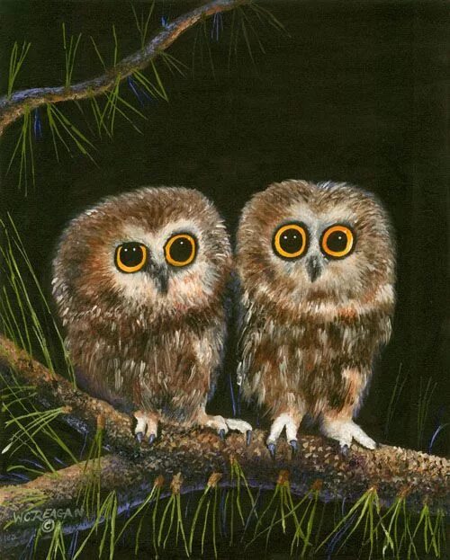 Два совенка. Два совенка. Совообразные. Невокс филин. Два совенка.