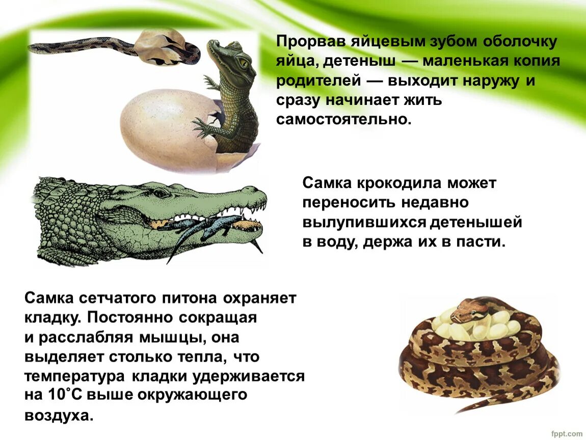 Яйцевые оболочки рептилий. Оболочка яйца крокодила.