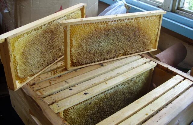 Пчелы 1 разбор. Рамка меда в сотах. Рамка соты. Полурамка с медом. Рамка и полурамка мед в сотах.