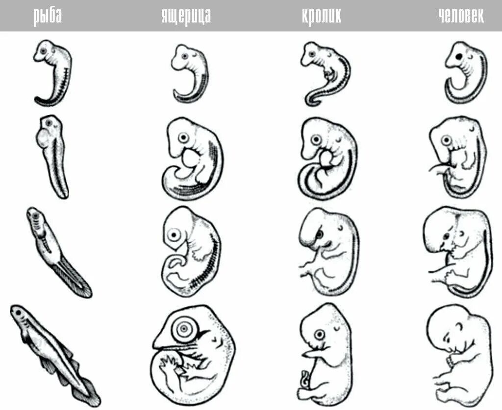 Наличие хвоста у зародыша человека на ранней. Эмбрионы Геккеля. Стадии развития зародыша кролика. Эволюция зародыша человека. Стадии зародышевого развития человека.