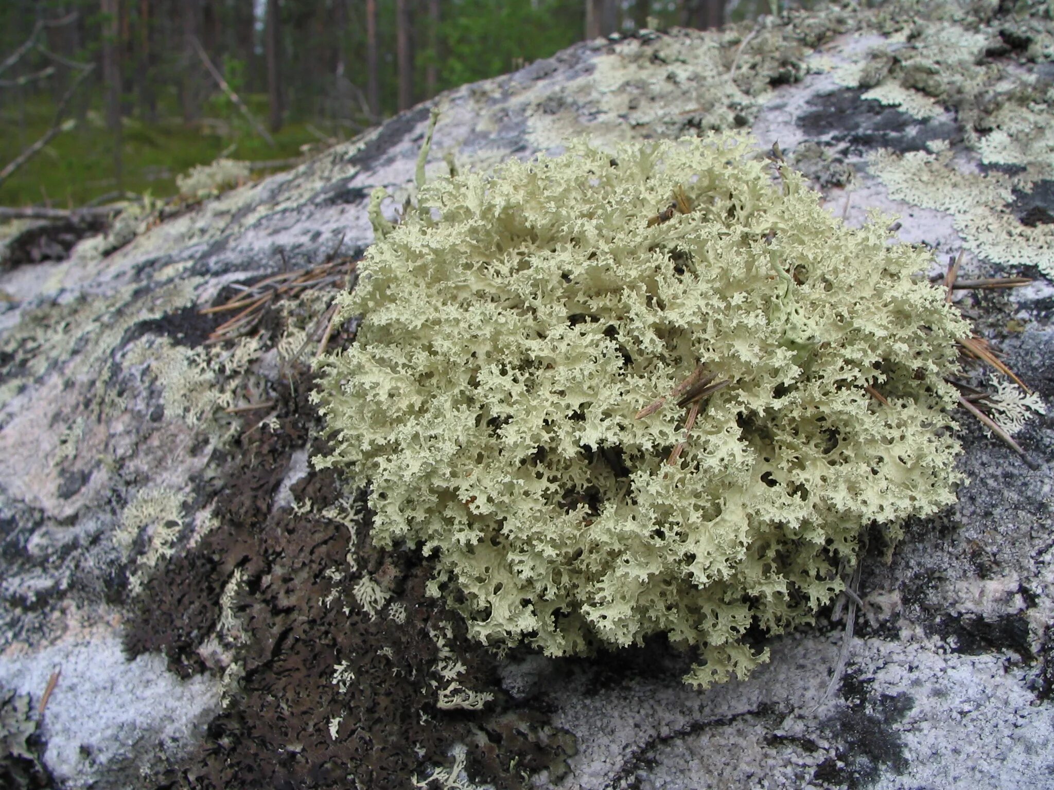 лишайник цетрария исландская. цетрария где растет. цетрария где растет. мох цетрария. лишайник цетрария исландская.