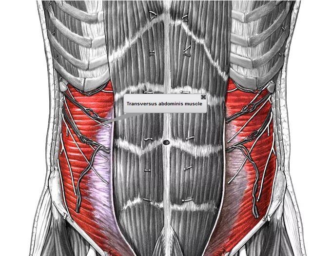 Сильные мышцы живота. Transversus abdominis мышца. Поперечная мышца живота (m. transversus abdominis). Двойной брюшной пресс. За что отвечают косые мышцы живота.