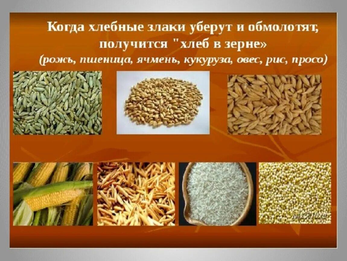 Культурные растения: - хлебные злаки (рис, пшеница, кукуруза)......?. Хлебные зерновые культуры. Хлебные злаковые культуры. Злаковые культуры для детей.