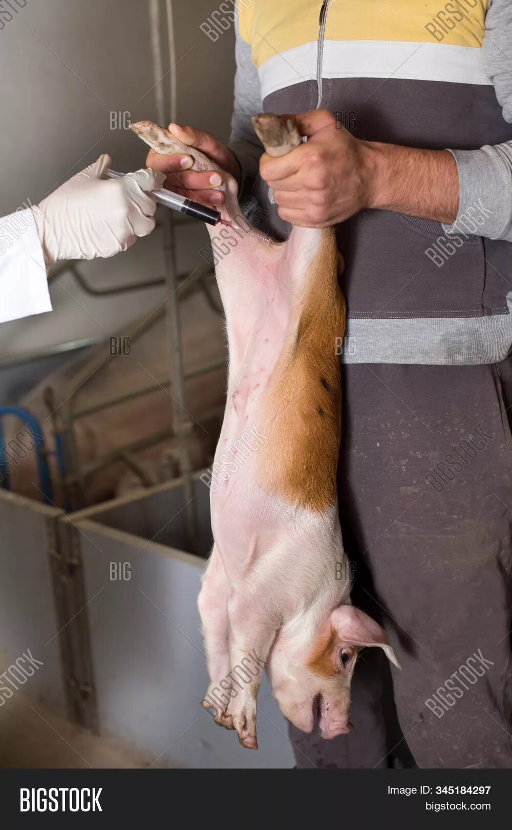 Инъекции свинье. Вакцинация свиней на производстве.