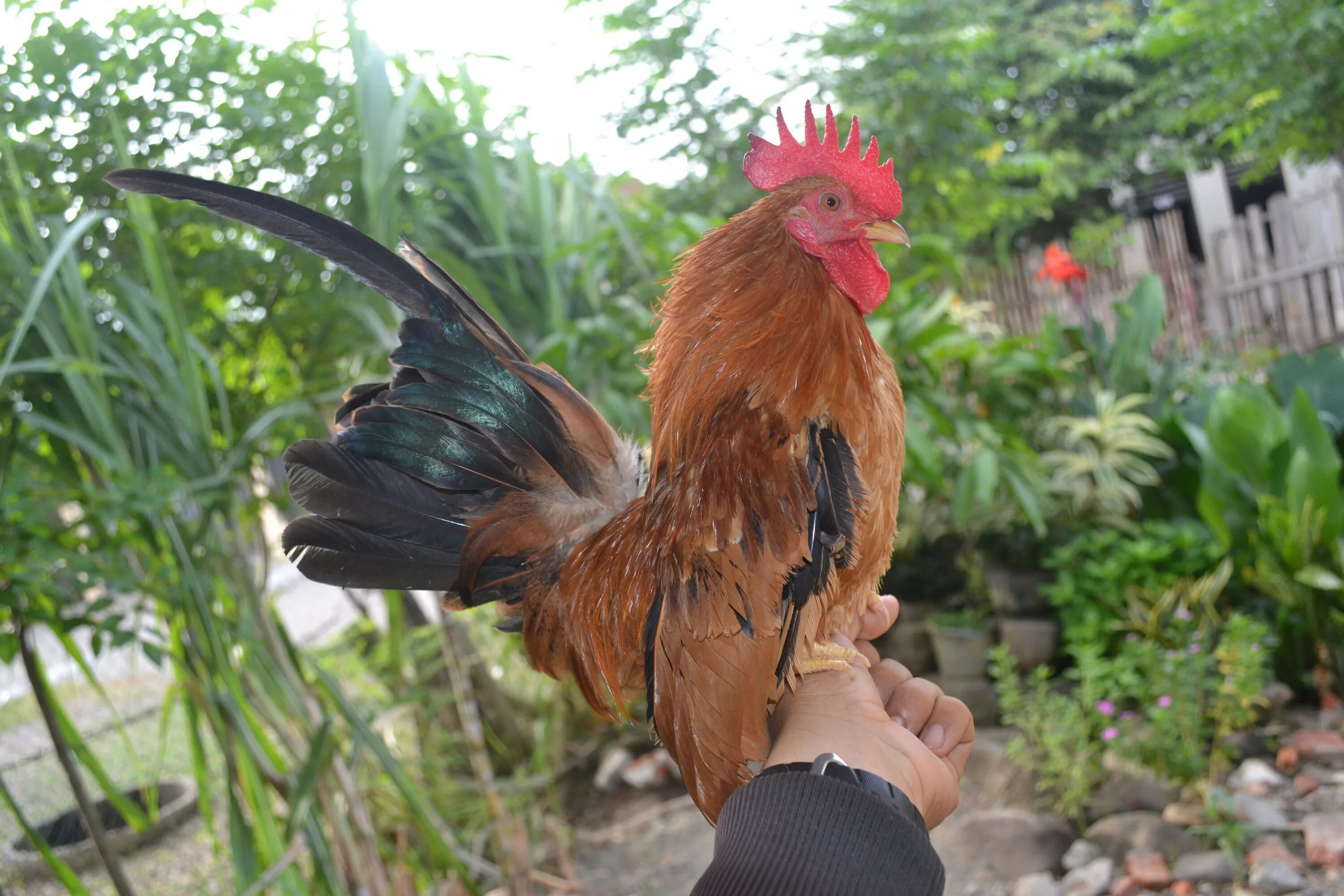 Куры породы серама. Серама. Малазийская серама куры. Малазийская серама. Малазийская серама.