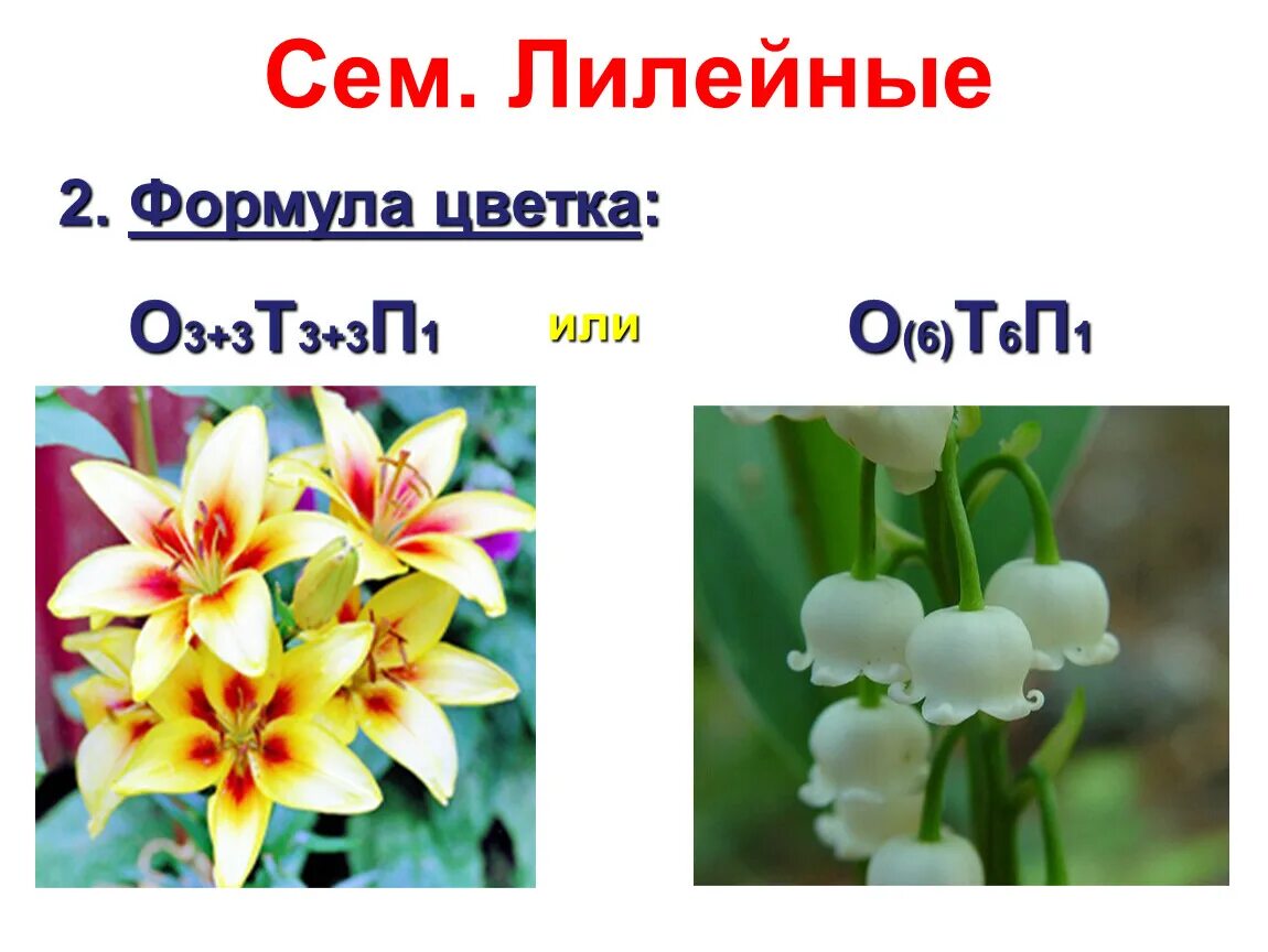 Формула цветка семейства Лилейные. Формула цветка лилейных растений. Однодольные семейство Лилейные представители. Представители семейства Лилейные 7 класс. Формула о3 3т3 3п1