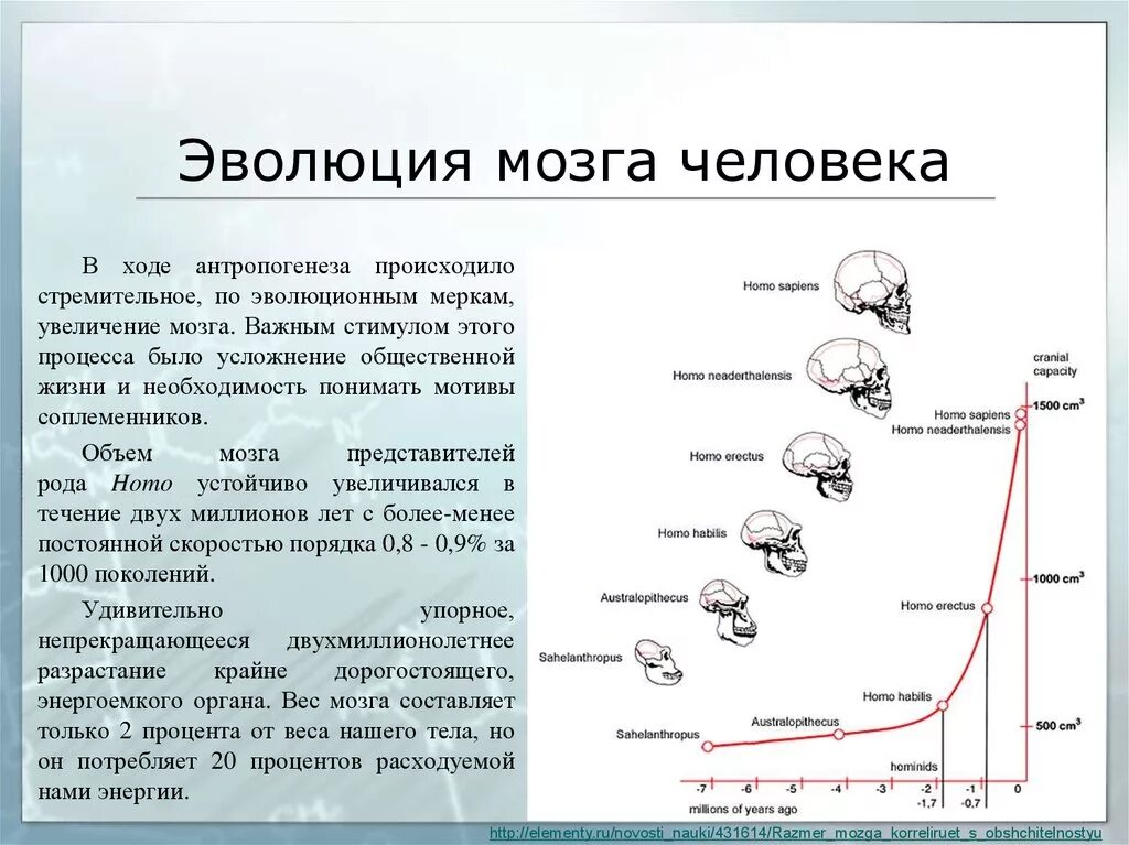 Эволюция человека объем мозга. Этапы эволюции мозга человека. Объем мозга современного человека. Изменение мозга в процессе эволюции.