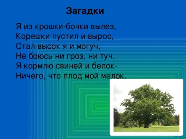 Я из крошки бочки вылез корешки. Загадка и высок я и могуч не боюсь ни гроз ни. Ответ на загадку из крошки бочка. Я из почки бочки вылез корешки пустил и вырос стих.