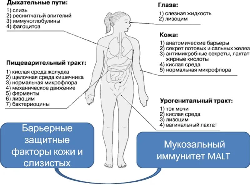 Инфекции дыхательных путей презентация. Иммунные процессы в слизистых оболочках мукозальный иммунный ответ. Иммуномодулирующая терапия препараты. Коллективный иммунитет коронавирус. Вирусы в организме человека.
