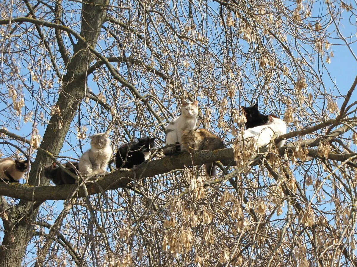 Коты прилетели. Коты на деревьях. Видит сидит на дереве