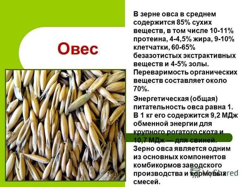 Зерном какое число
