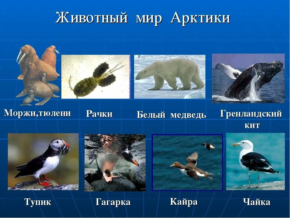 Главными обитателями. Животный мир Арктики. Животные и птицы Арктики. Животные Арктики с названиями. Животные обитающие в Арктике.