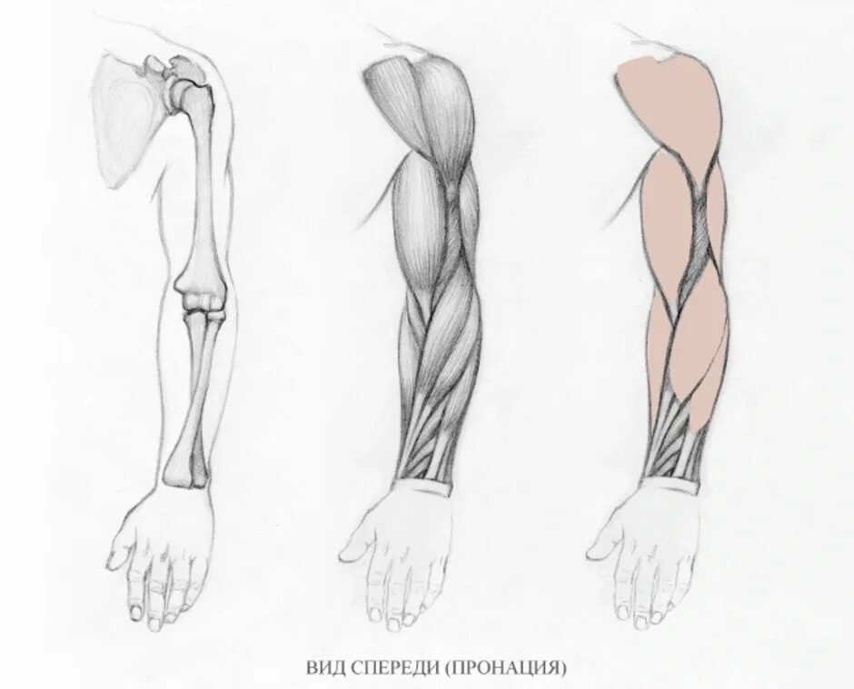 Строение руки рисунок. Мышцы руки анатомия пронация. Пронация руки пластическая анатомия. Анатомия руки человека для художников. Анатомия человека мышцы для художников рука.