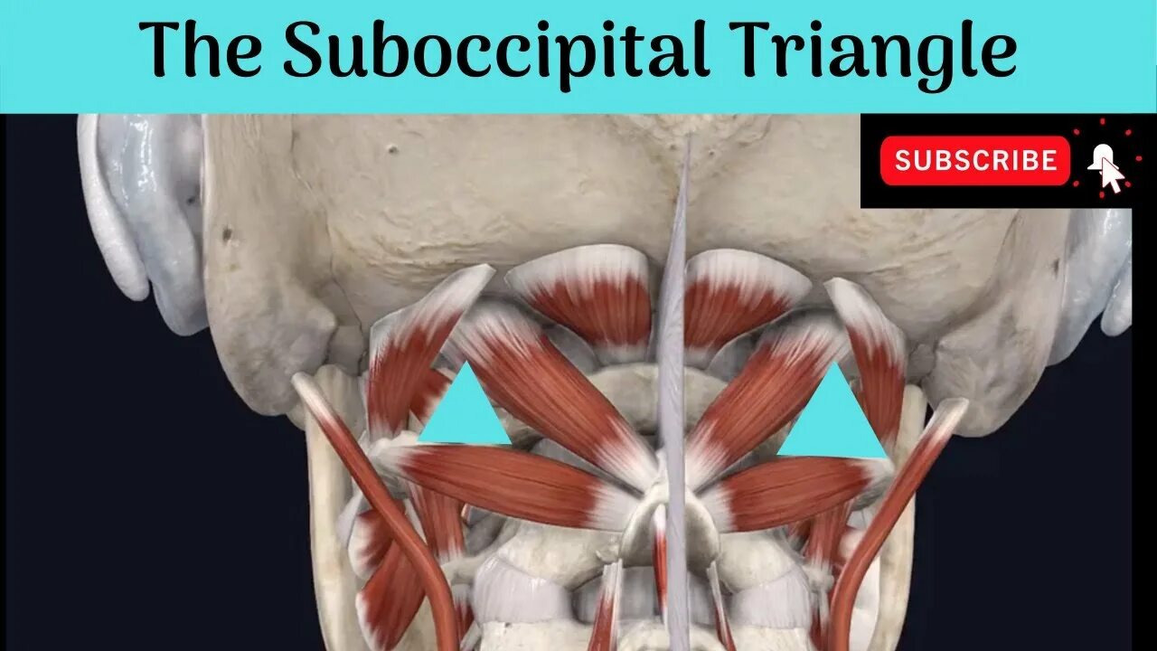 Какое анатомическое образование является дном trigonum lumbale